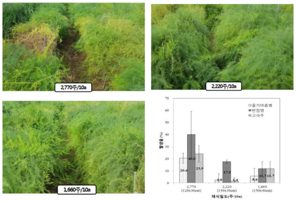 재식밀도별 아스파라거스 병 발생율