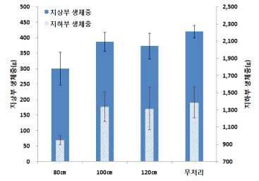 적심높이별 생체중 비교(’14)