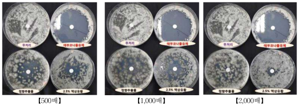 농도별 검은무늬병(C. asparagicola) 균사 생장억제정도