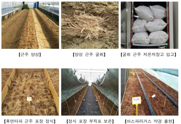 근주양성부터 휴면타파 처리 및 본포 약경 출현 과정