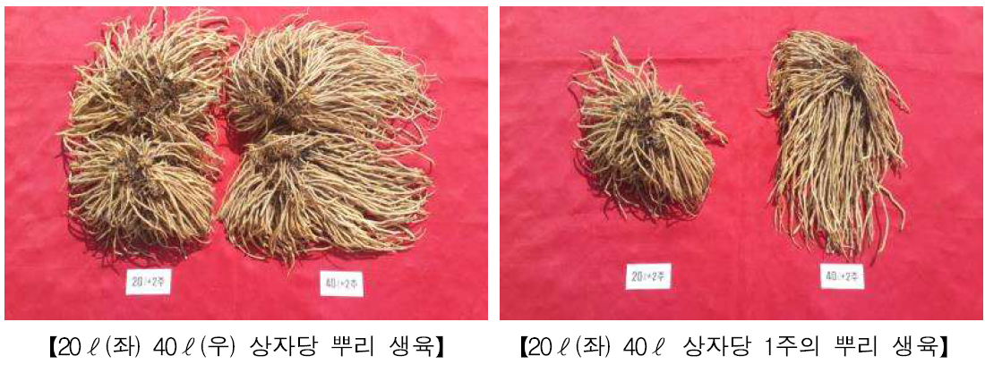 아스파라거스 상자 용기재배 상자크기에 따른 재식주수별 뿌리 생육량