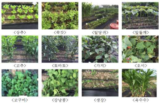 텃밭에서 재활용이 가능한 12작목별 재배 모습