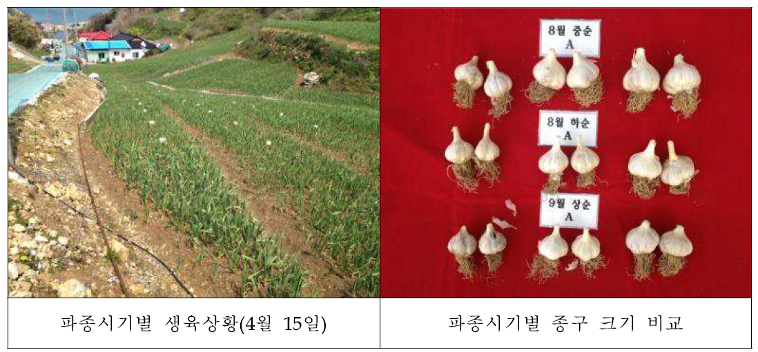 파종시기별 지상부 생육과 종구 생육 비교