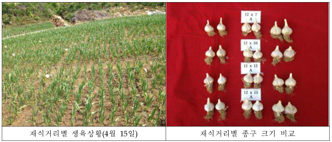 재식거리별 종구 생육 비교