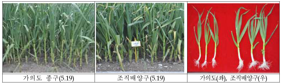 조직배양구와 가의도종구의 생육 비교