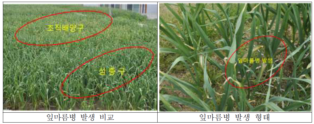 조직배양구와 가의도종구의 잎마름병 발생