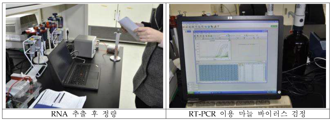 마늘 바이러스 검정