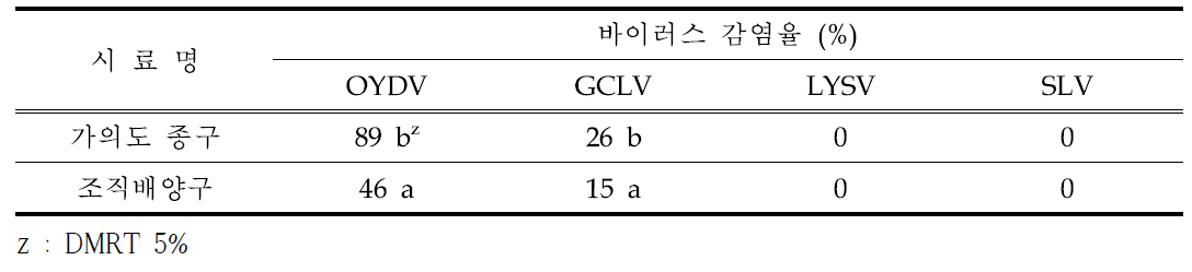 RT-PCR을 이용한 마늘 바이러스 검정 결과