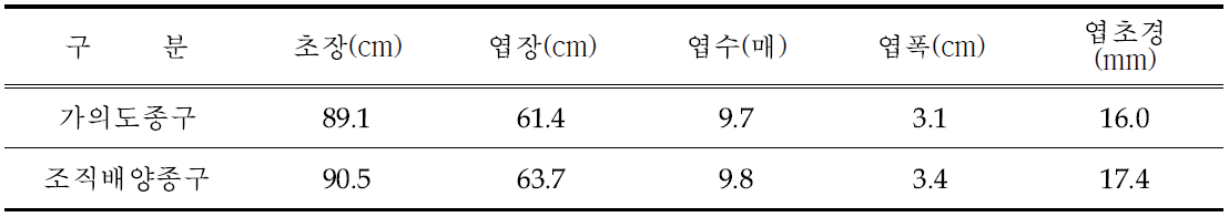 태안종과 조직배양종구의 5월 지상부 생육특성