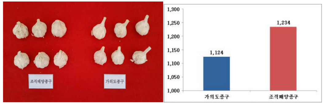 조직배양구와 가의도종(섬종구)의 종구 비교