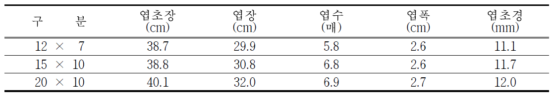 마늘 파종 재식거리별 4월 지상부 생육특성