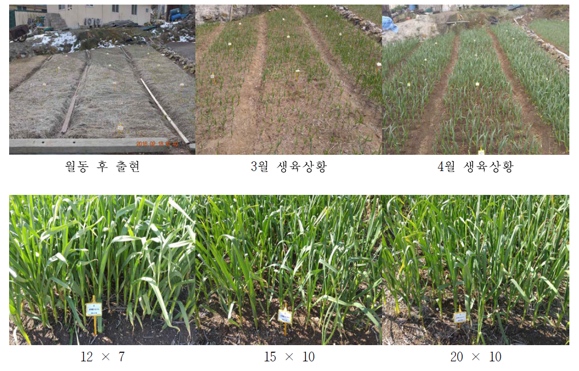 가의도에서의 조직배양구 시기별 생육상황
