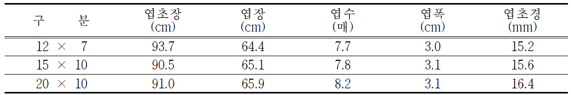 마늘 파종 재식거리별 5월 지상부 생육특성