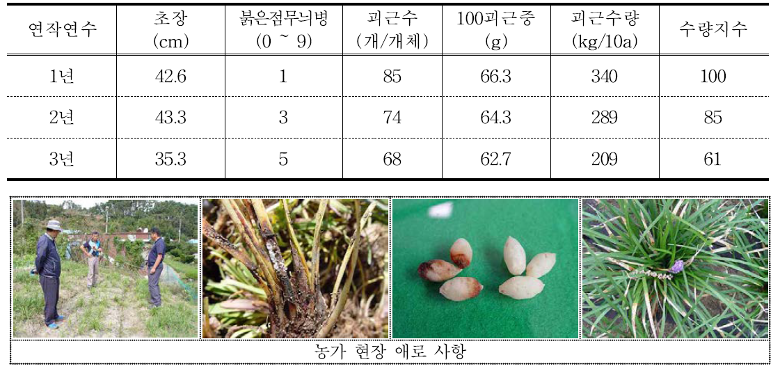 맥문동 연속재배에 따른 괴근품질 및 수량 비교