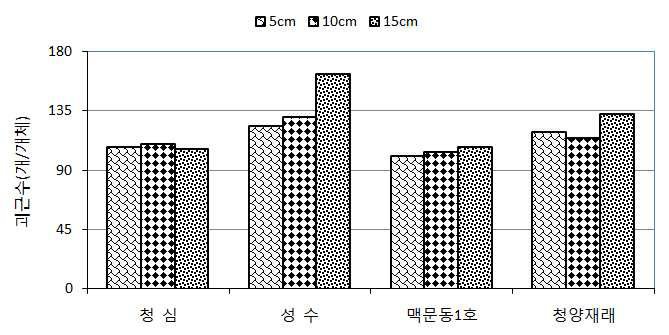 두둑높이에 따른 품종별 괴근수 비교