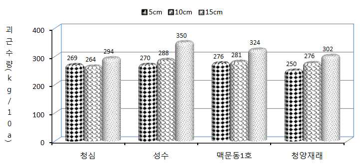 두둑높이에 따른 맥문동 품종별 괴근수량 비교