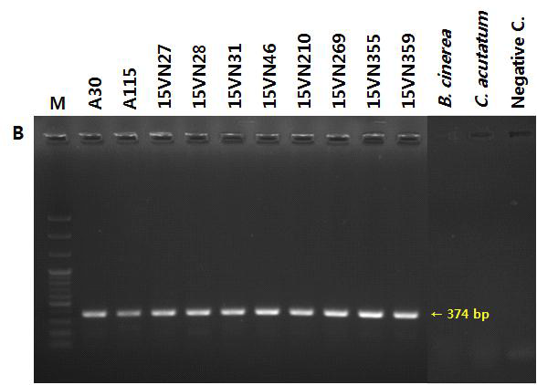 Agarose gel electrophoresis of amplified cytochrome b gene, obtained with RNA of Venturia nashicola isolated from each pepper, pear and using Cacytb-P2, Cacytb-R primers and Vncytb F5, Vncytb R8 primers.