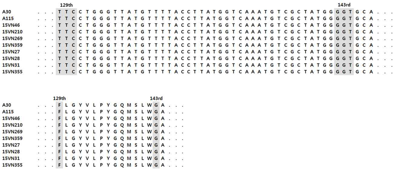 Nucleotides and amino acids sequence of amplified cytochrome b gene, obtained with RNA of Venturia nashicola. Checking the gray box that single amino acid mutations are frequently occurring region.