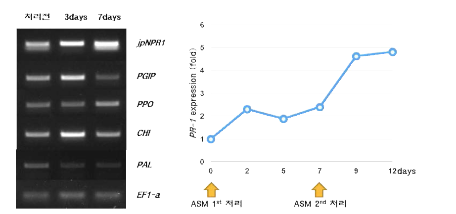 ASM을 처리한 후 병저항성 마커 유전자들의 발현 양상을 확인한 결과