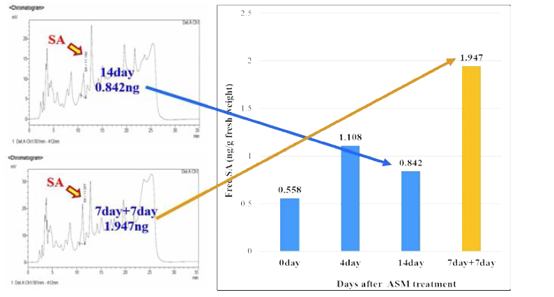 ASM 처리 후 SA 함량 변화