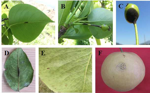 배나무 검은별무늬병의 병징