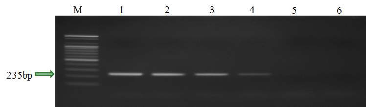 배나무 검은별무늬병균 Venturia nashicola 특이적 primer를 이용하여 PCR로 증폭된 genomic DNA 산물.