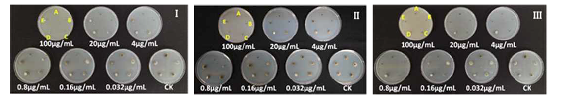 Agar dilution method for investigating the inhibitory ratio of 3 fungicides, as benomyl (I), carbendazim (II) and the mixture of carbendazim and diethofencarb (III), on the mycelial growth of Venturia nashicola