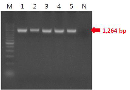 Amplified β-tubulin gene in 5 isolates of Venturia nashicola by using primer Btub14F/BtubR.