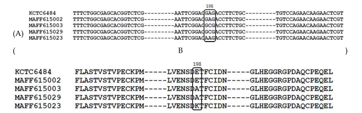 Comparison of deduced amino acid sequences of β-tubulin of 5 isolates of Venturia nashicola.