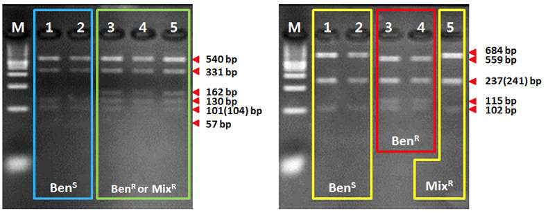 Digestion profiles of amplified β-tubulin gene fragment of benzimidazole-sensitive and resistant isolates.