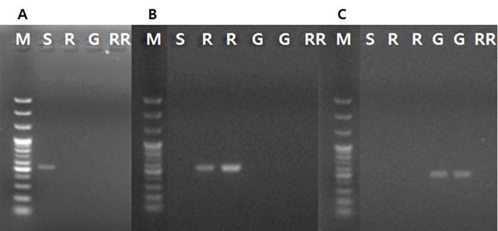 Allele-specific PCR detection of carbendazim resistant isolates harboring a point mutation E198A or E198G in the β-tubulin gene.