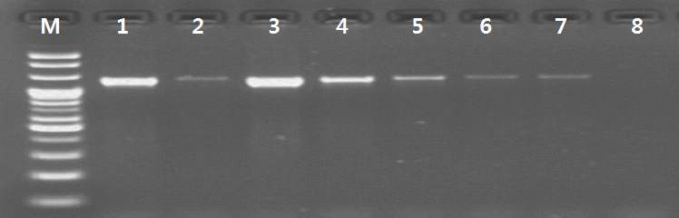 Amplification of β-tubulin gene with gDNA mixture of carbendazim sensetive isolate KCTC6484 and a crude DNA from a wild lesions from pear orchard.