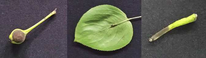 Lesion of pear scab by V. nashicola in young fruit, leaf, petiole