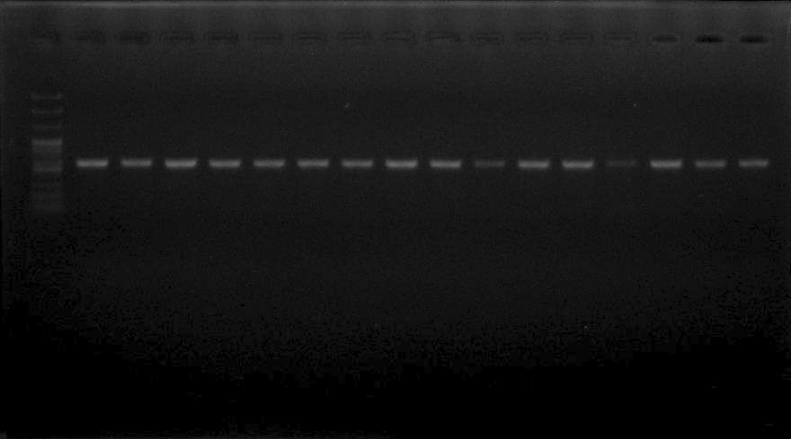 ITS region amplification of V. nashcola isolates collected from pear orchard.