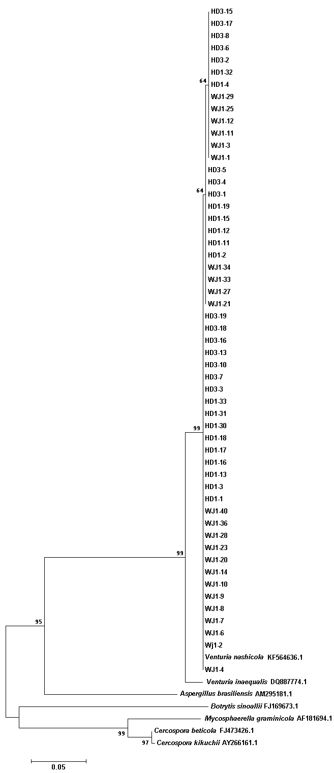 Phylogenetic tree from ITS sequence: the tree was constructed using the neighbour-joining method.