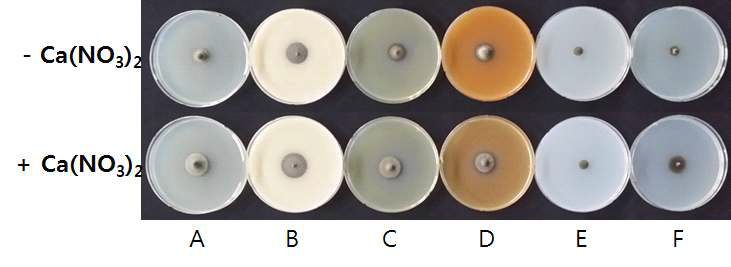 Effect of Ca(NO3)2 on the mycelial growth of V. nashicola on different type of medium.