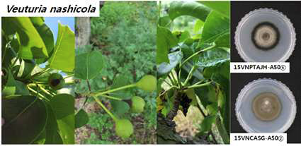 Symptom and colony morphology of Venturia nashicola causing pear scab.