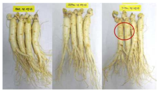 세척 후 이산화염소 훈증 처리 인삼의 저온저장(5℃) 4주후 모습