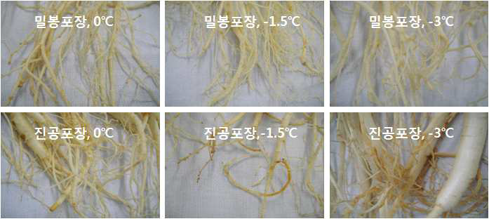 수삼 저장온도 및 포장방법별 유통 1주 수삼 모습(세근)