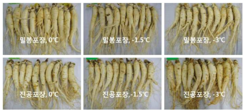 수삼 저장온도 및 포장방법별 유통 3주 수삼 모습