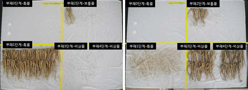 90일 저장도라지의 유통 후 부패지수에 따른 상품율(좌: -2℃저장, 우: -4℃저장)