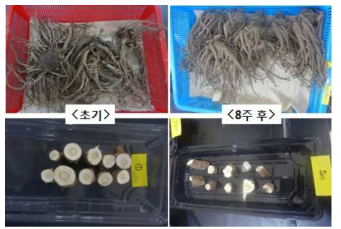 당귀 차압송풍 건조·저장에 따른 외관 및 절단면