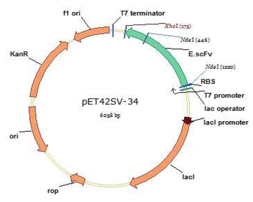 pET42SV-34 벡터 map