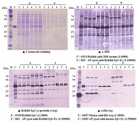 pET42SV-34 발현균주의 western blot 분석을 통한 단백질 발현 확인