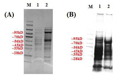 pET42SV-34(1), pMSV-77(2) 발현 균주의 SDS-PAGE 확인 결과