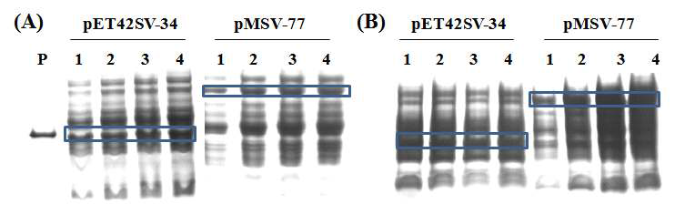 pET42SV-34, pMSV-77 발현균주의 발현유도 시간 연장에 따른 SDS-PAGE 확인 결과