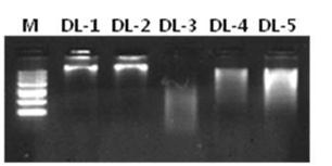 클로렐라 genomic DNA library