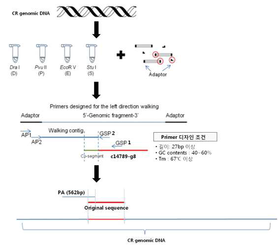 클로렐라의 inducible promoter 분리를 위한 c14789_g8 유전자의 genome walking flow chart