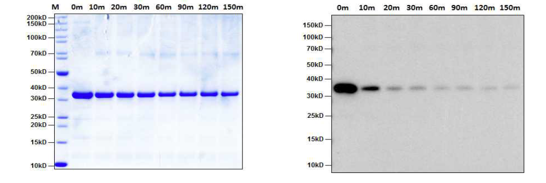 열 안정성 시험에서의 SDS-PAGE (좌) 및 Western Blot detection (우)