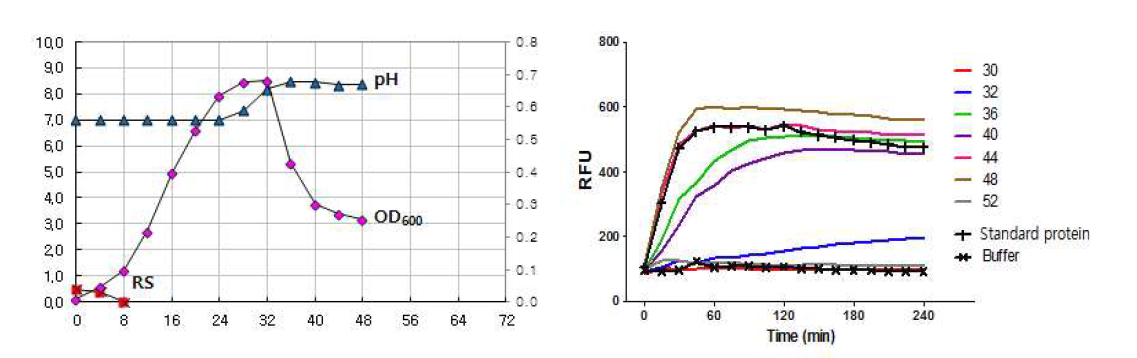 3D8 scFv 재조합 단백질 발현 미생물의 배양 차트(좌) 및 배양시간에 따른 3D8 scFv 정제 단백질의 활성변화